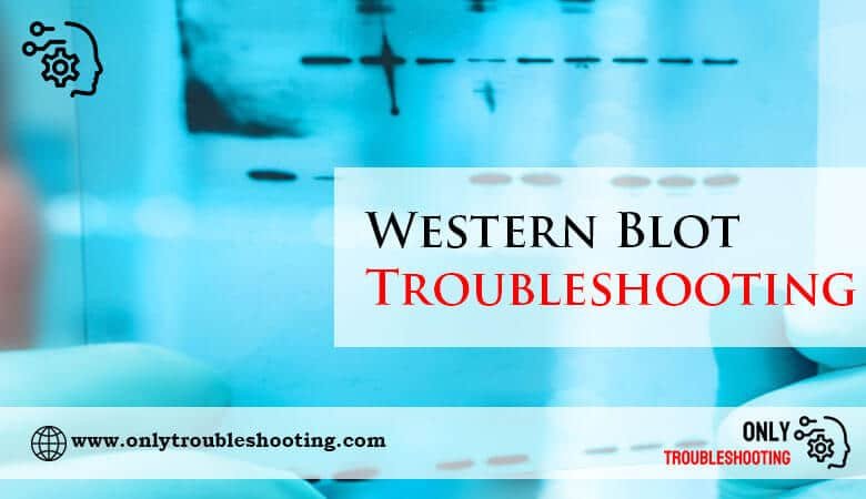 Western Blot Troubleshooting-Fi